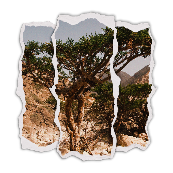 Frankincense Trees Oman